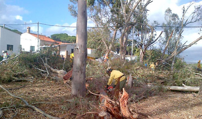 Operarios retirando restos vegetales afectados por el tornado en...