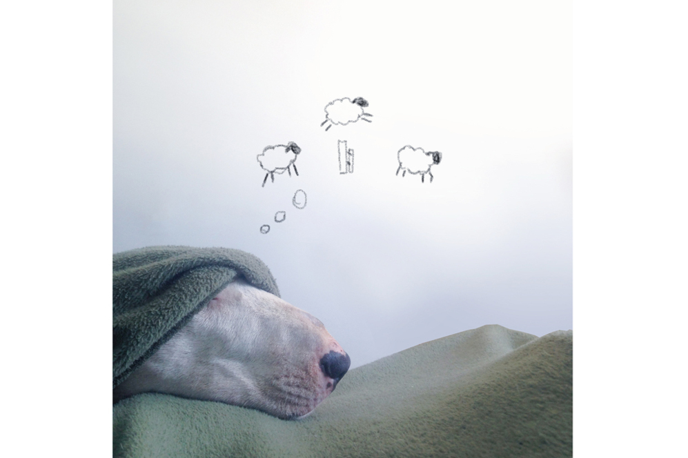 El bull terrier cuenta ovejas para dormir