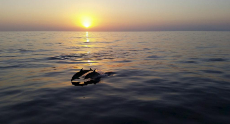Dos delfines fotografiados durante la travesa de Sagunto a...