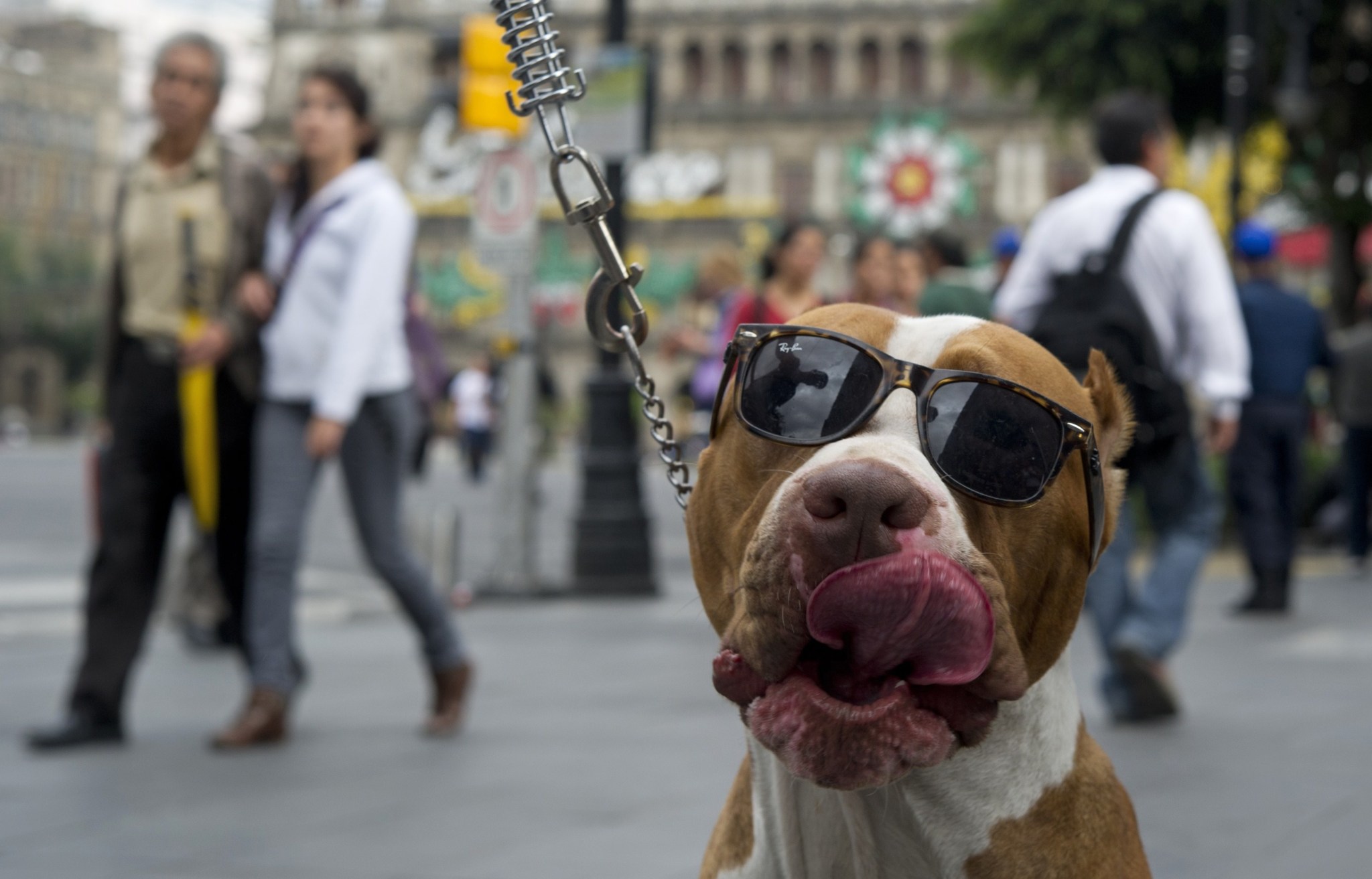 Un Perro Con Gafas De Sol Se Pasea Con Su Internacional EL MUNDO un-perro-con-gafas-de-sol-se-pasea-con-su-internacional-el-mundo