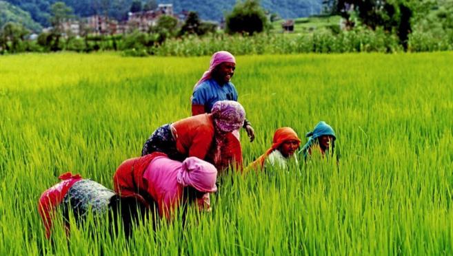 Un grupo de mujeres trabaja en un campo de arroz en Nepal.