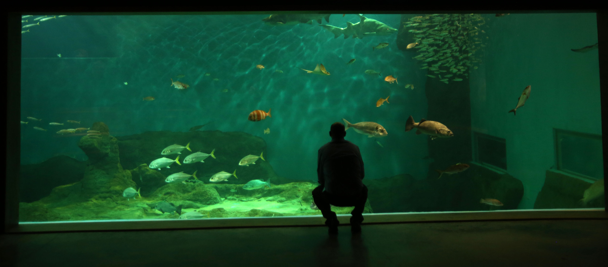 Sevilla se sumerge en las aguas de su nuevo Acuario - El nuevo Acuario ...