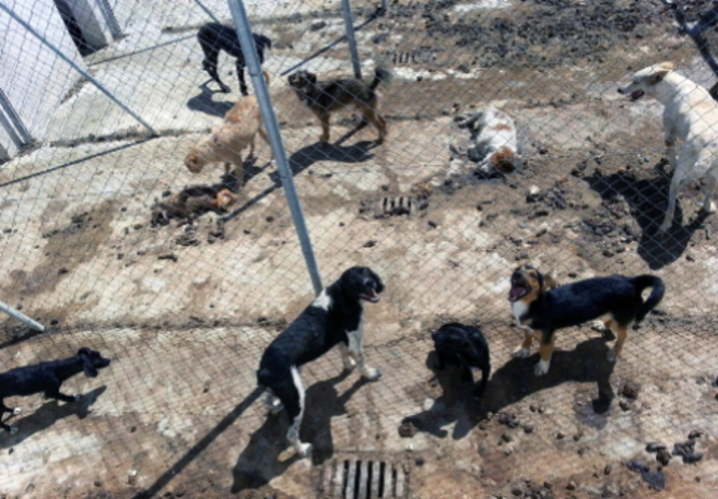 Imágenes de animales muertos en la perrera de Vélez Rubio, ahora...