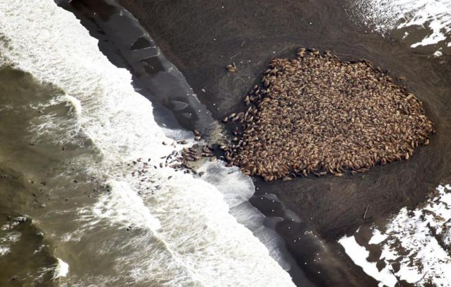 Imagen aérea de las morsas varadas en la costa de Alaska.