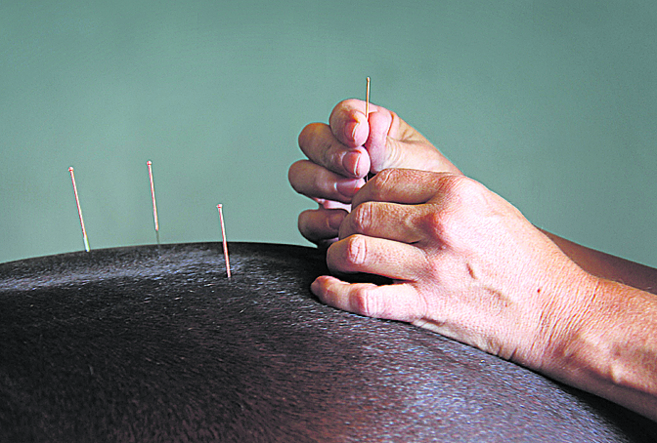 Lomo de un caballo atravesado por agujas de acupuntura