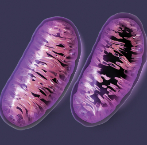 Recreacin de una mitocondria sana (izquierda) y otra con mutaciones...