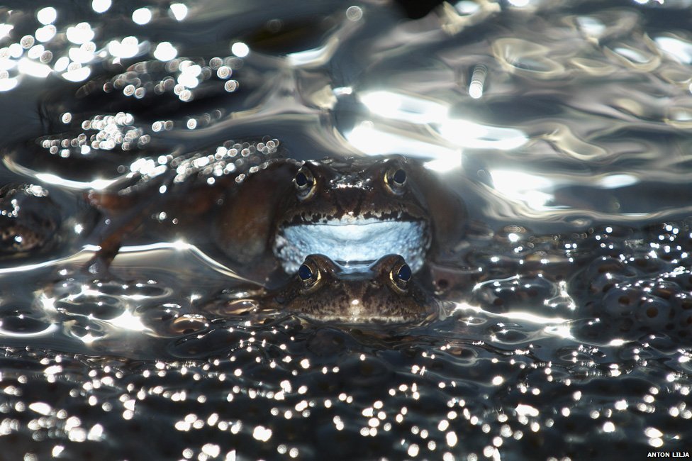 El joven autor sueco capt esta imagen de una rana macho fertilizando...
