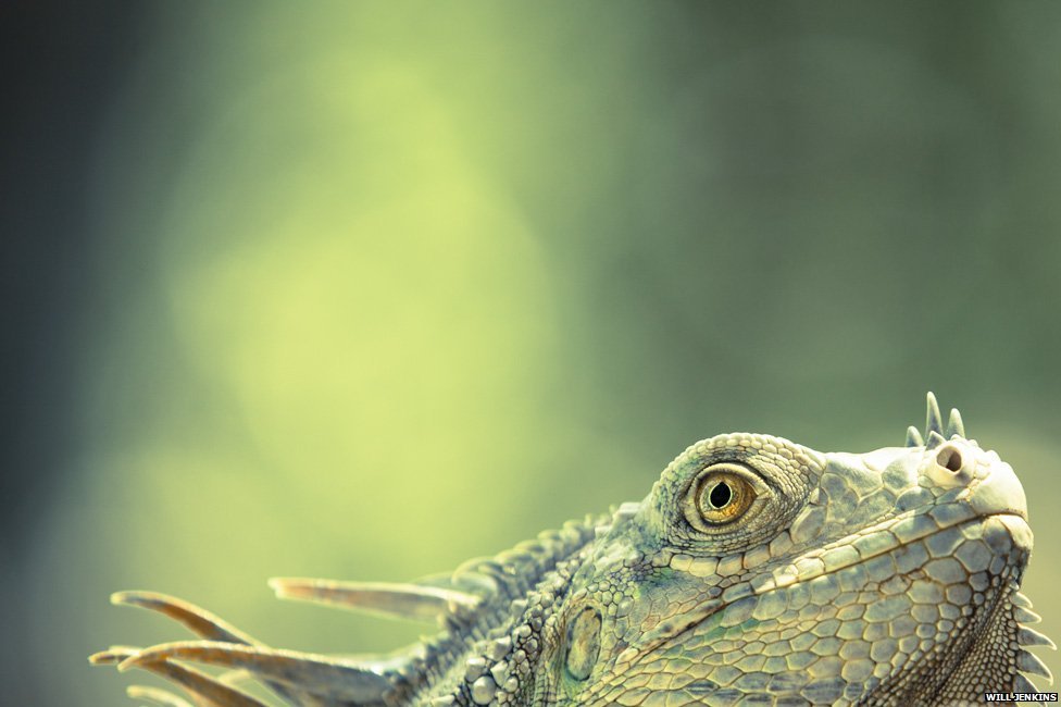 El joven autor ingls pudo fotografiar a esta iguana que merodeaba...