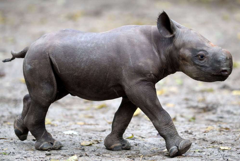 Un rinoceronte beb camina a travs de su recinto en el zoolgico...