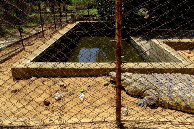 El recinto de cocodrilos en las deterioradas instalaciones del Zoo de...