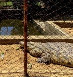El recinto de cocodrilos en las deterioradas instalaciones del Zoo de...