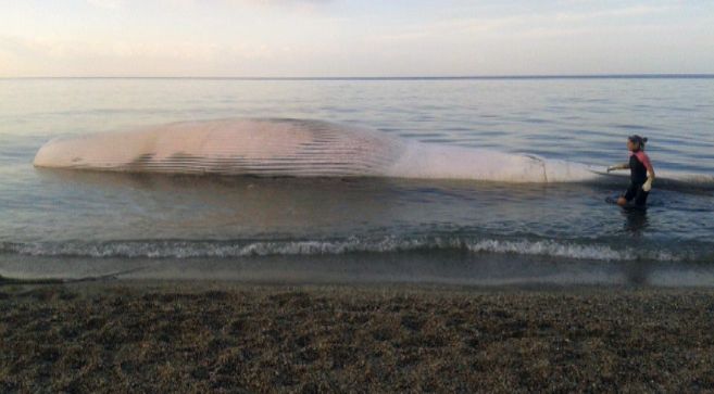 La ballena varada en la playa de Torregarca, antes de ser trasladada...
