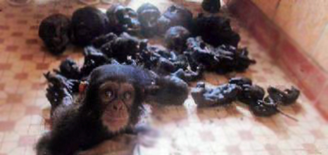 Un bebé chimpancé rescatado junto a los restos de su familia.