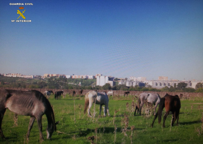 Los caballos, en un estado de extrema delgadez, en Tablada.