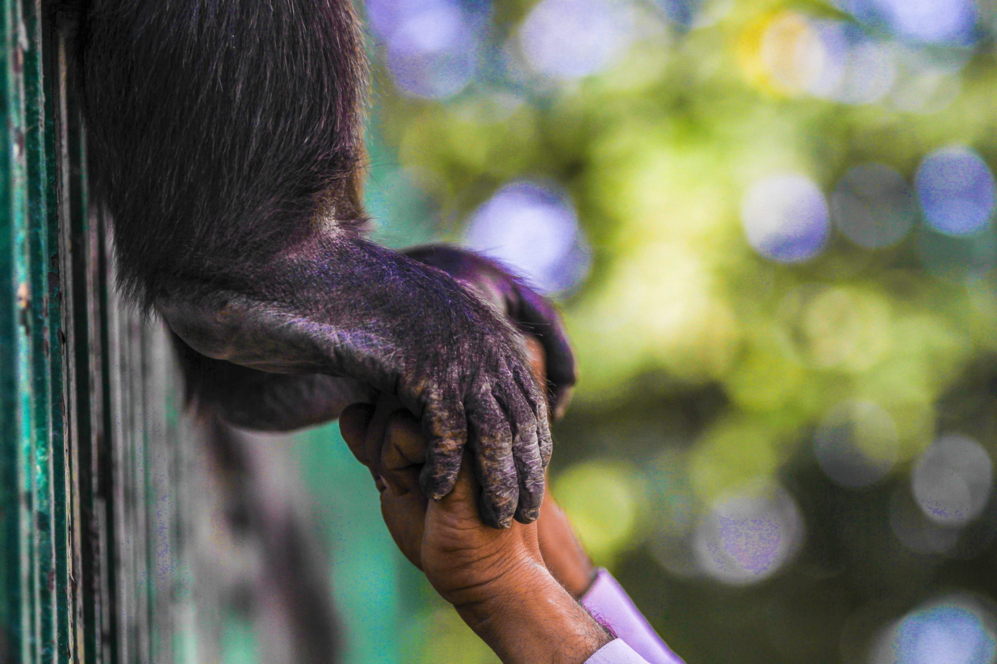 Detalle de las manos de un chimpanc que juega con su cuidador en...