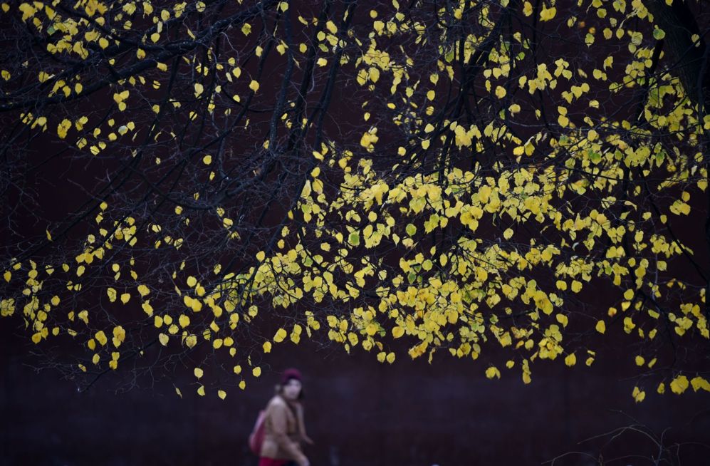 Una mujer pasa junto a un rbol con las hojas otoales en Berln.