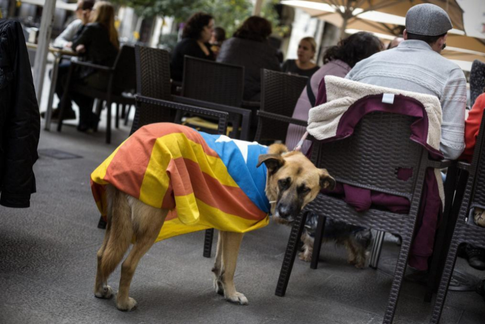 Un perro con una 'estelada' en la plaza de la Independencia de Girona...