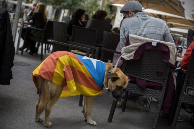 Un perro con la 'estelada' en la plaza de la independencia...