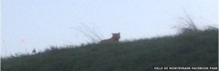 El tigre fotografiado en la localidad francesa de Montevrain.