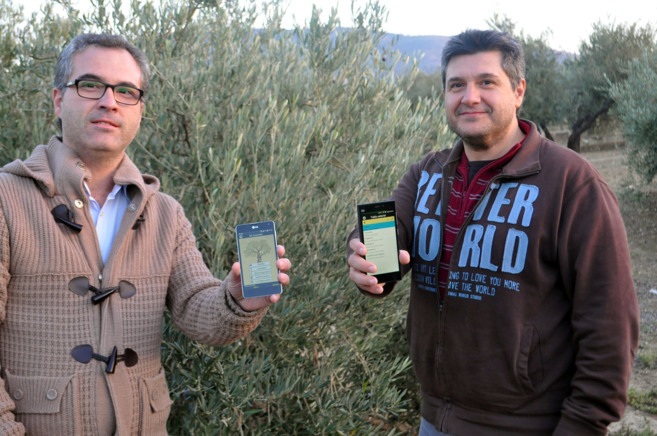 Los creadores de la aplicacion posan con sus smartphones en un olivar...