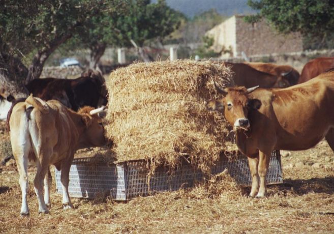 Vacas comiendo. Para producir un kilo de carne se necesitan entre 500...