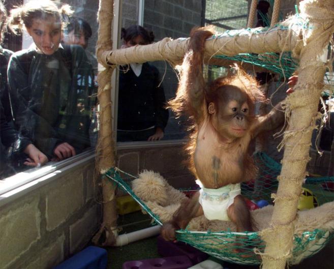 Una cra de orangutn hembra juega en el Zoo de Buenos Aires, ante...