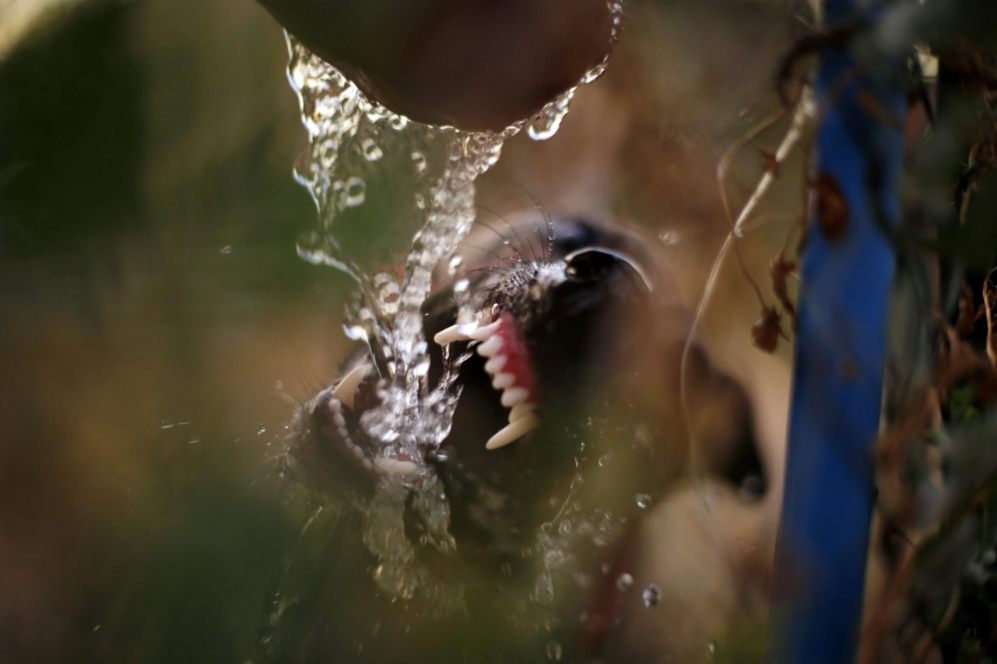 Un galgo bebe agua despus de una carrera en la ciudad de Santiago.