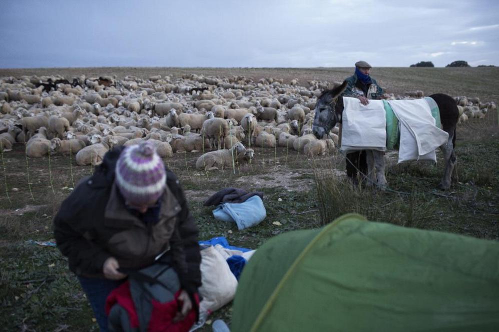 Los pastores conducen un rebao de casi 2.000 ovejas y 40 cabras.