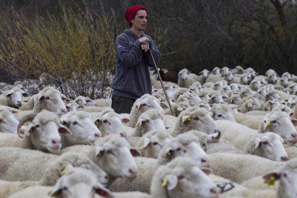 Vigilando el rebaño. | Ciencia | EL MUNDO