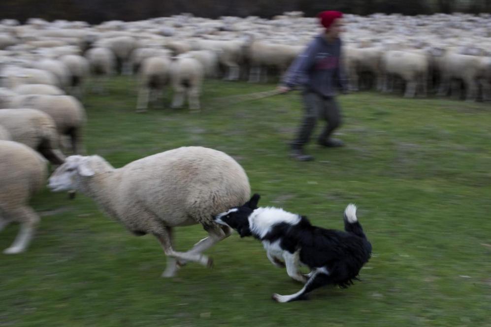 Un perro persigue a una oveja.