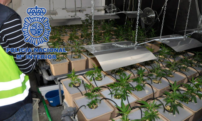 Plantas intervenidas por la Polica Nacional durante el registro del...