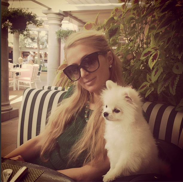 Paris Hilton junto a su mascota inseparable de almuerzo en Beverly...