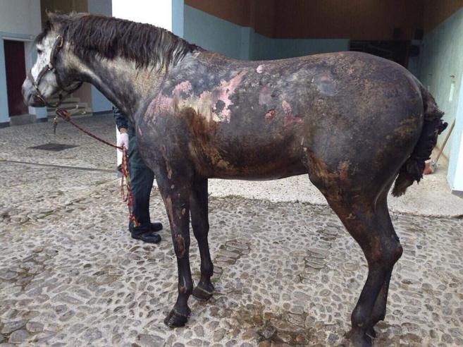 Uno de los caballos heridos en el suceso. E. M.