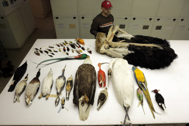 Aves de las que se tomaron muestras en el Museo de Historia Natural de...