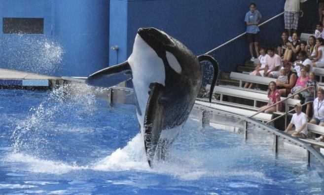 Imagen de 'Tilikum', la orca que mat a su entrenadora...