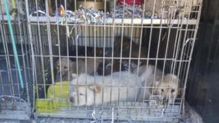Cachorros  en una jaula durante su transporte en una furgoneta.