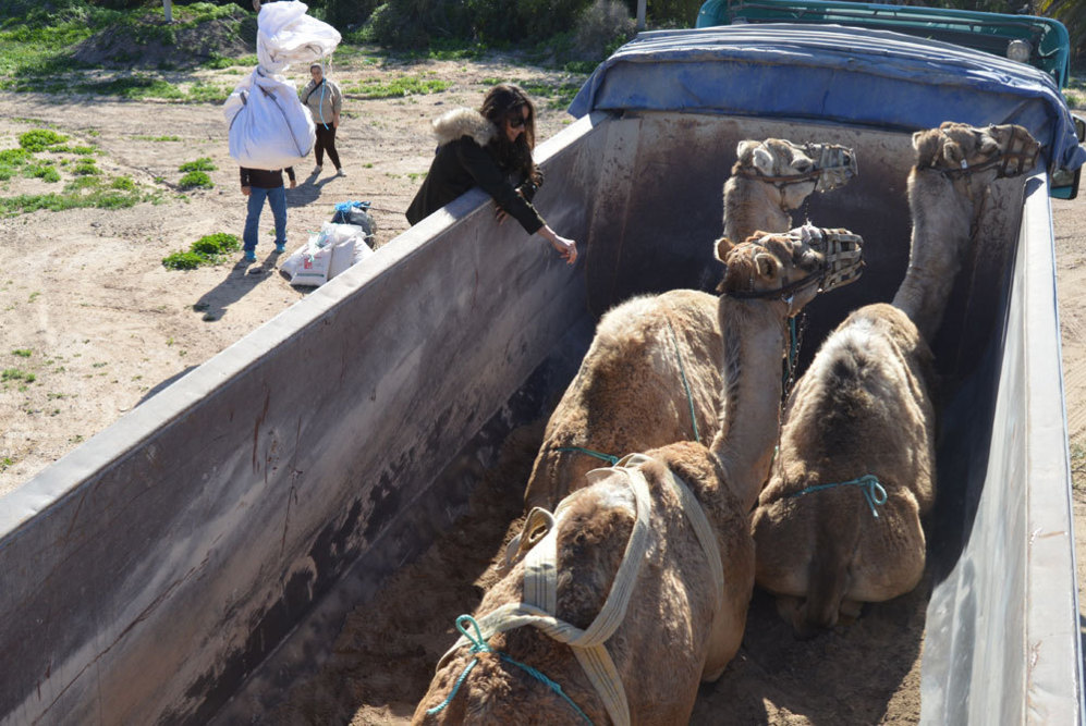 Camellos trasladados en camin desde Fuerteventura.