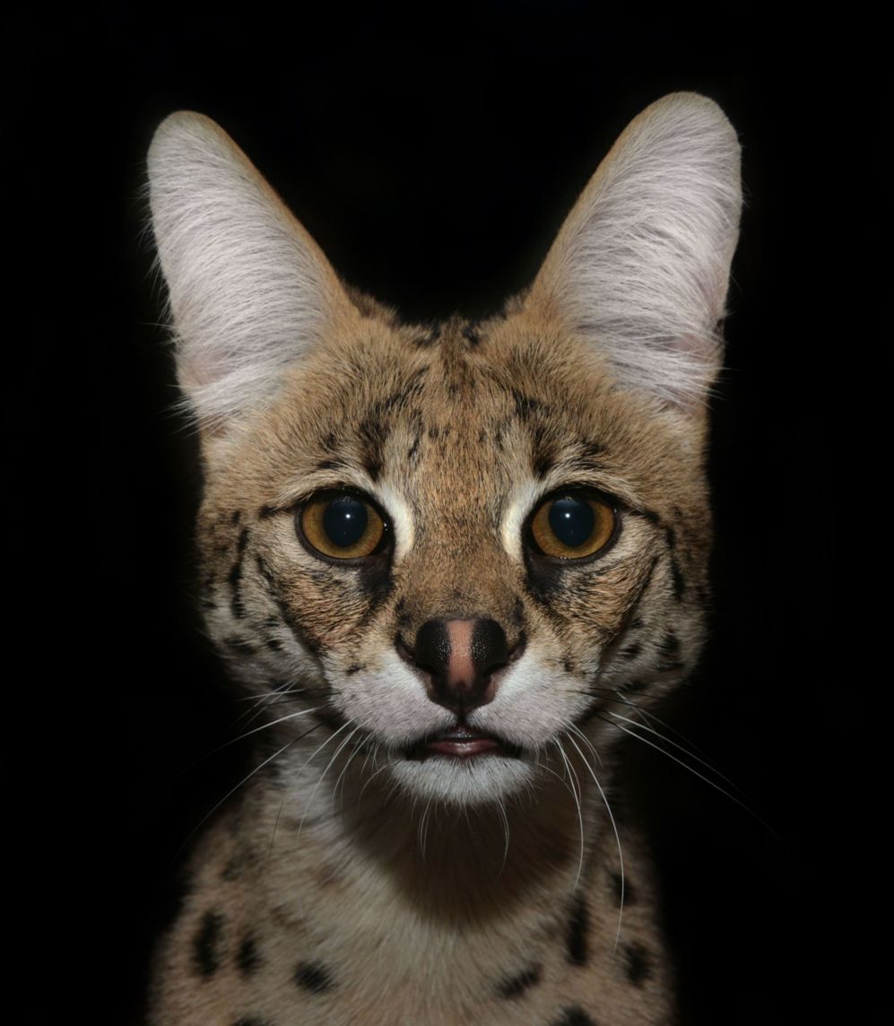 El serval ('Leptailurus serval'), un felino que alcanza 80 km/hora, es...