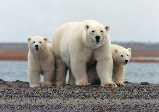 Una hembra de oso polar, con sus dos cras, en el refugio para la...