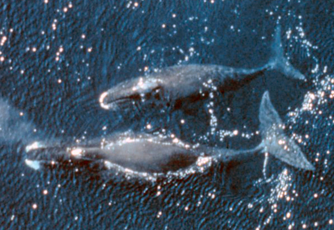 Ballenas boreales en el ocano.