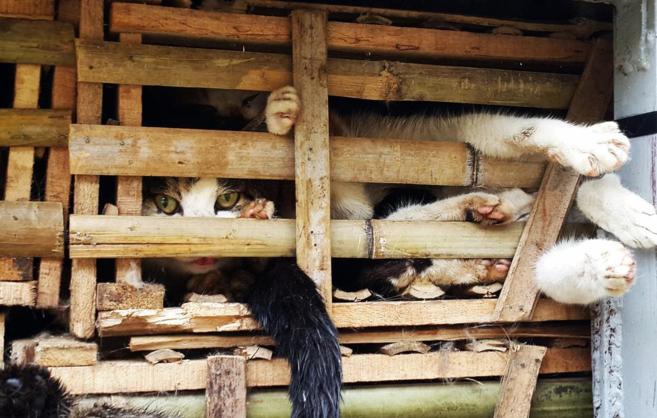 Miles de gatos son introducidos en Vietnam de forma ilegal apilados en...