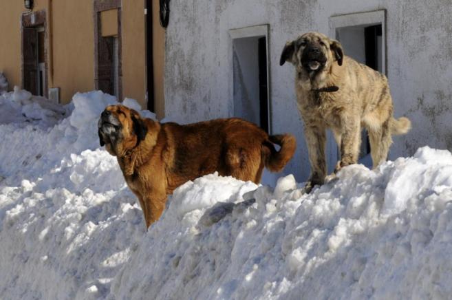 Dos perros en una zona nevada de Rodiezmo (Len), donde an se dejan...