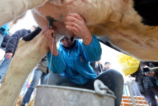 Un ganadero ordea a una vaca durante una protesta.