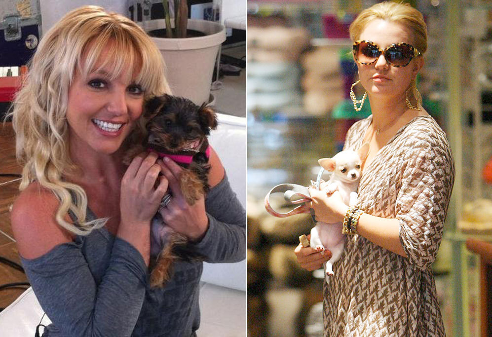 Hannah Spears, el Yorkshire Terrier de la cantante Britney Spears,...