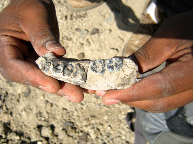 Fósil del 'homo' más antiguo hallado en Etiopía.