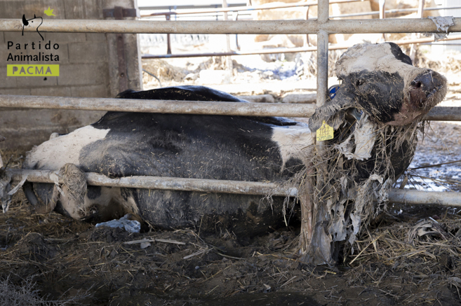Una vaca cubierta de paja y barro en una de las granjas afectadas por...