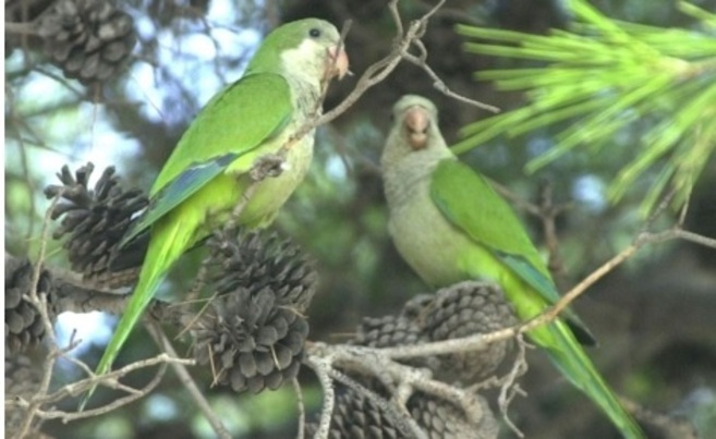 Dos ejemplares de cotorra argentina en una rama de pino en un bosque...