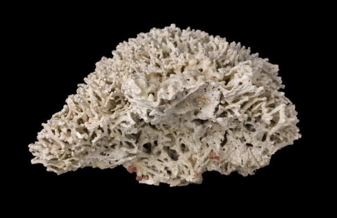 Muestra de coral recogida por Charles Darwin.