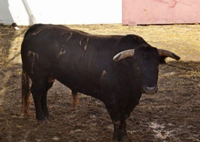 'Cameladora', toro de Vegahermosa reseado para la tarde de...