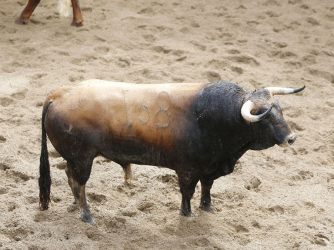 Uno de los toros que se lidiar hoy en Sevilla.
